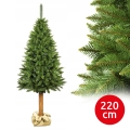 220 cm magas, törzsös lucfenyő karácsonyfa