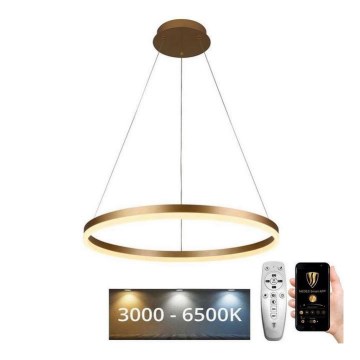 Brilagi - LED fényerőszabályozható függeszték kábellel CIRCLE LED/42W/230V 3000-6500K átm. 60 cm + távirányító