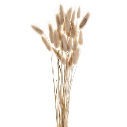 Eglo - Szárított virág 60 cm bézs