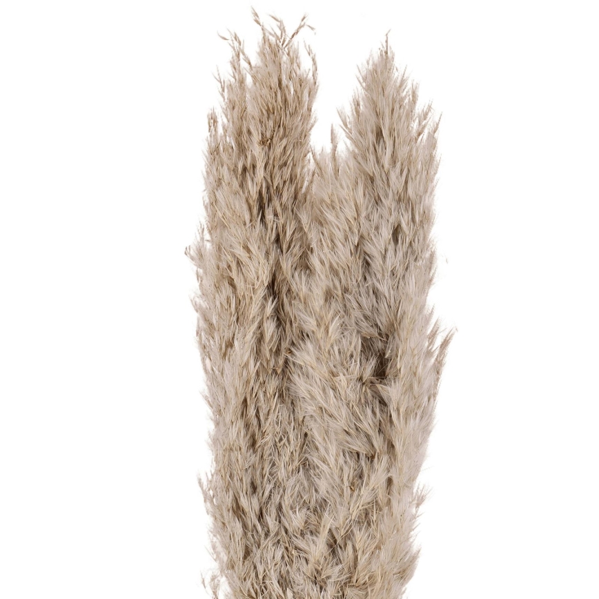 Eglo - Szárított virág 55 cm bézs