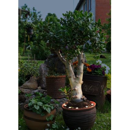 Eglo - LED kültéri dekorációs lánc SPINETOLI 6xLED IP65