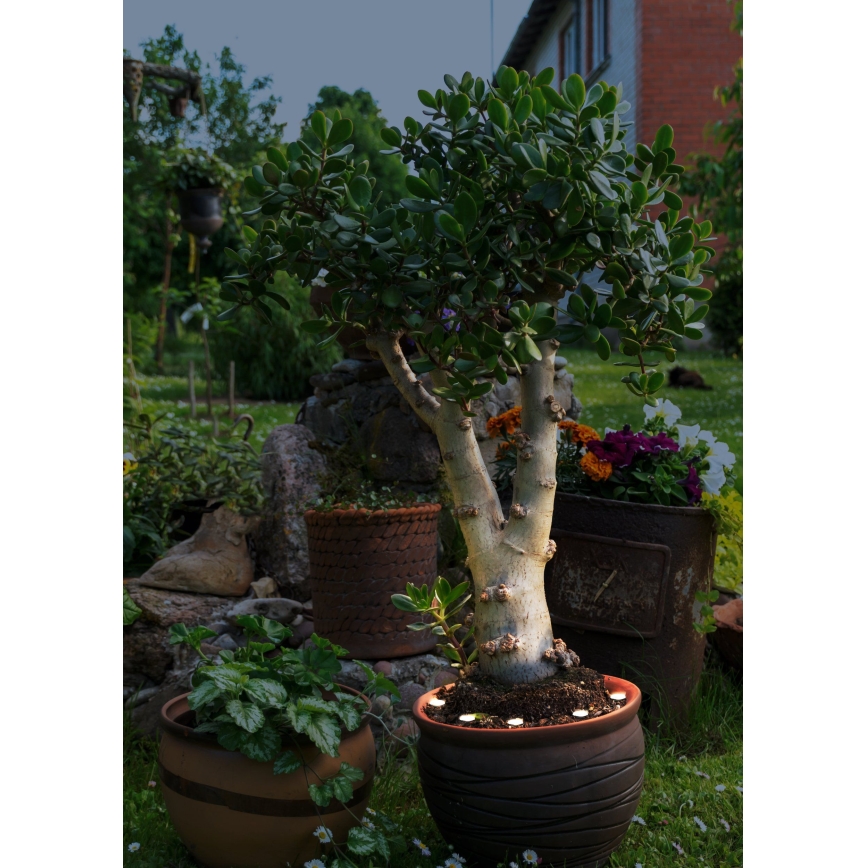 Eglo - LED kültéri dekorációs lánc SPINETOLI 6xLED IP65