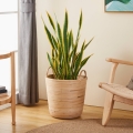 Eglo - Dekoratív kosár 41x36 cm rattan