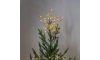 Eglo - LED Kültéri karácsonyi dekoráció 30xLED/0,06W/3xAA IP44