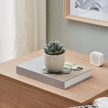 Eglo - Műnövény cserépben, 11x8 cm, pozsgás növény