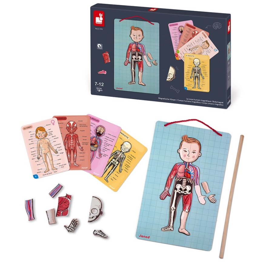 Janod - BODYMAGNET mágneses puzzle az emberi testhez