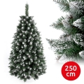 Karácsonyfa TAL 250 cm borókafenyő
