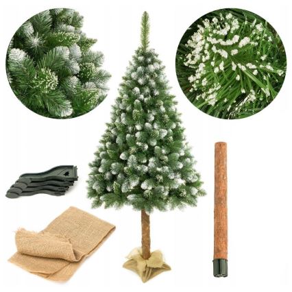 Karácsonyfa törzsön 220 cm fenyő