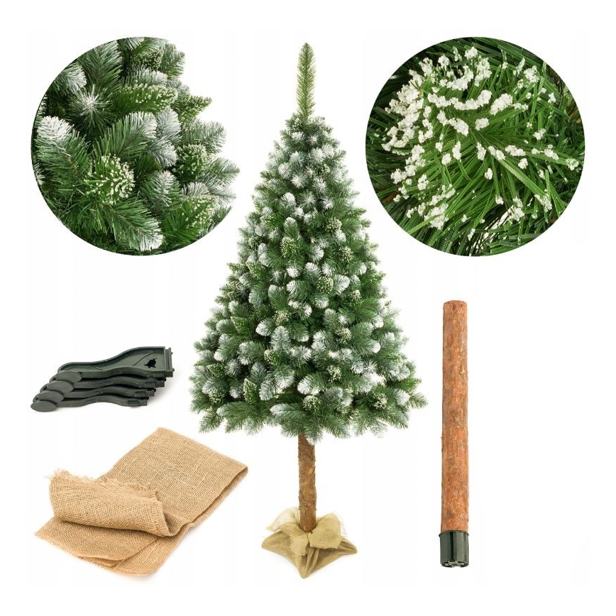 Karácsonyfa törzsön 220 cm fenyő
