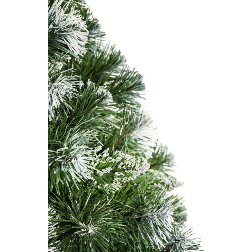 Karácsonyfa törzzsel, 180 cm magas fenyő