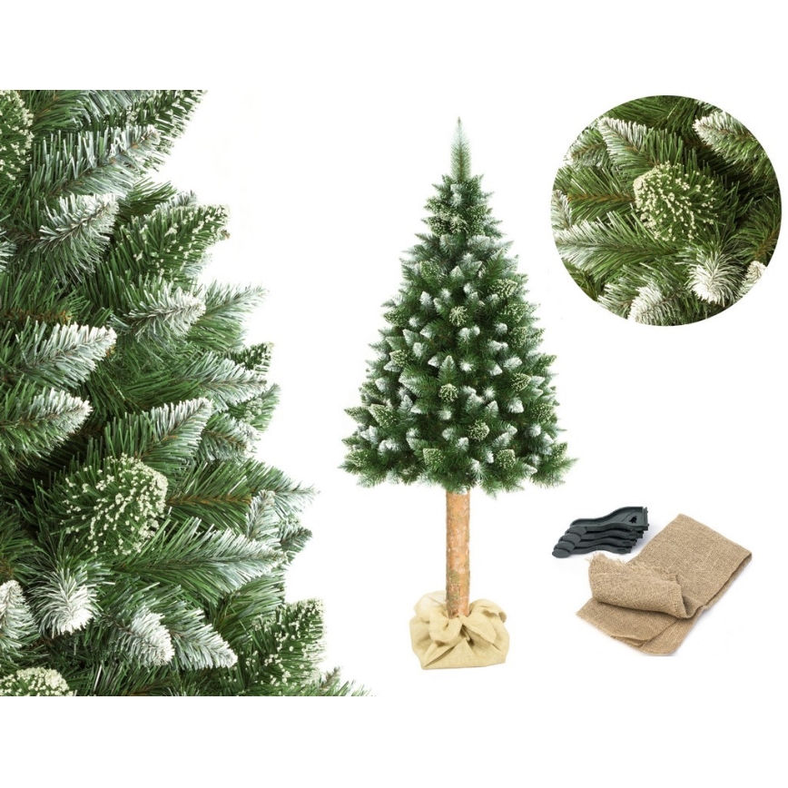 Karácsonyfa törzzsel, 180 cm magas fenyő