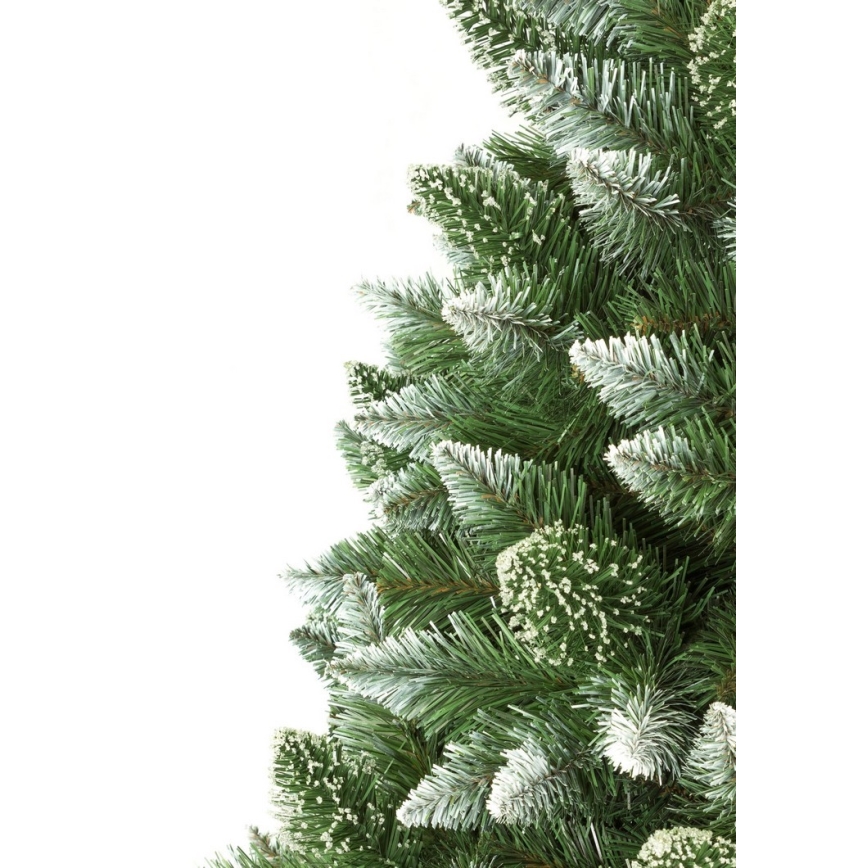 Karácsonyfa törzzsel, 180 cm magas fenyő