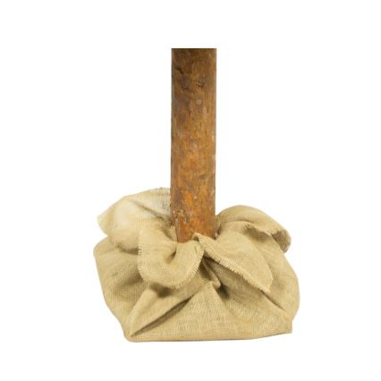 Karácsonyfa törzzsel, 180 cm magas fenyő