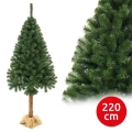 Karácsonyfa törzzsel, 220 cm, ezüstfenyő