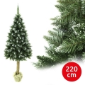 Karácsonyfa törzzsel, 220 cm, ezüstfenyő