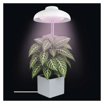 LED beltéri növénytermesztő lámpa GROW LED/5W/5V