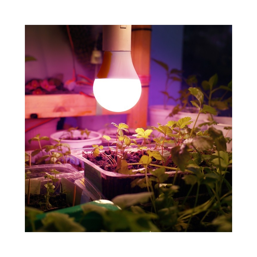 LED Növénytermesztő Izzó PLANTY E27/11W/230V 1200K fehér