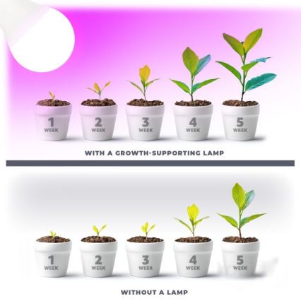 LED Növénytermesztő Izzó PLANTY E27/11W/230V 1200K fehér