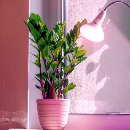 LED Növénytermesztő Izzó PLANTY E27/7W/230V 1200K fehér