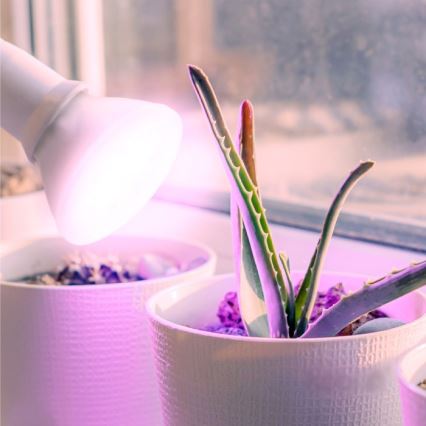 LED Növénytermesztő Izzó PLANTY E27/7W/230V 1200K fehér