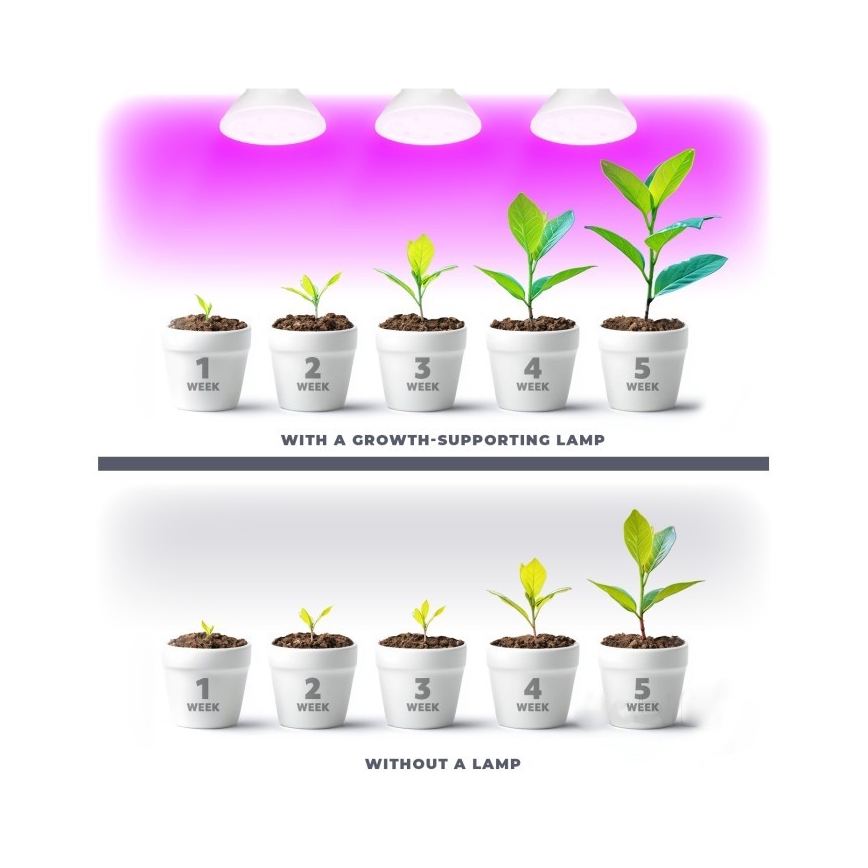 LED Növénytermesztő Izzó PLANTY E27/7W/230V 1200K fehér