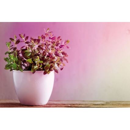 LED Növénynevelő izzó GROW ZÖLD R50 E14/4W/230V - Paulmann 28734