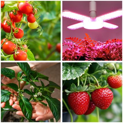 LED Növénynevelő izzó VITABLOOM E27/40W/230V 1200K - Brilagi