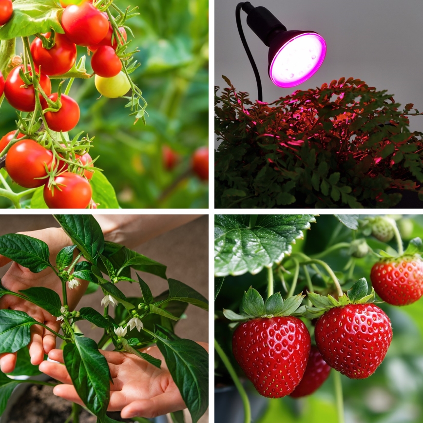 LED Növénynevelő izzó VITABLOOM E27/9W/230V 1200K fekete - Brilagi