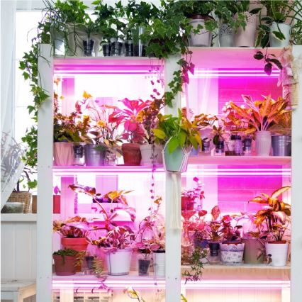 LED Növénytermesztő lámpa GROWLY 2xLED/8,5W/230V fehér