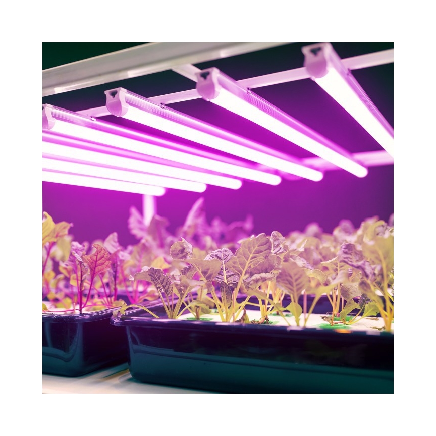 LED növénytermesztő lámpa GROWLY LED/9W/230V fehér