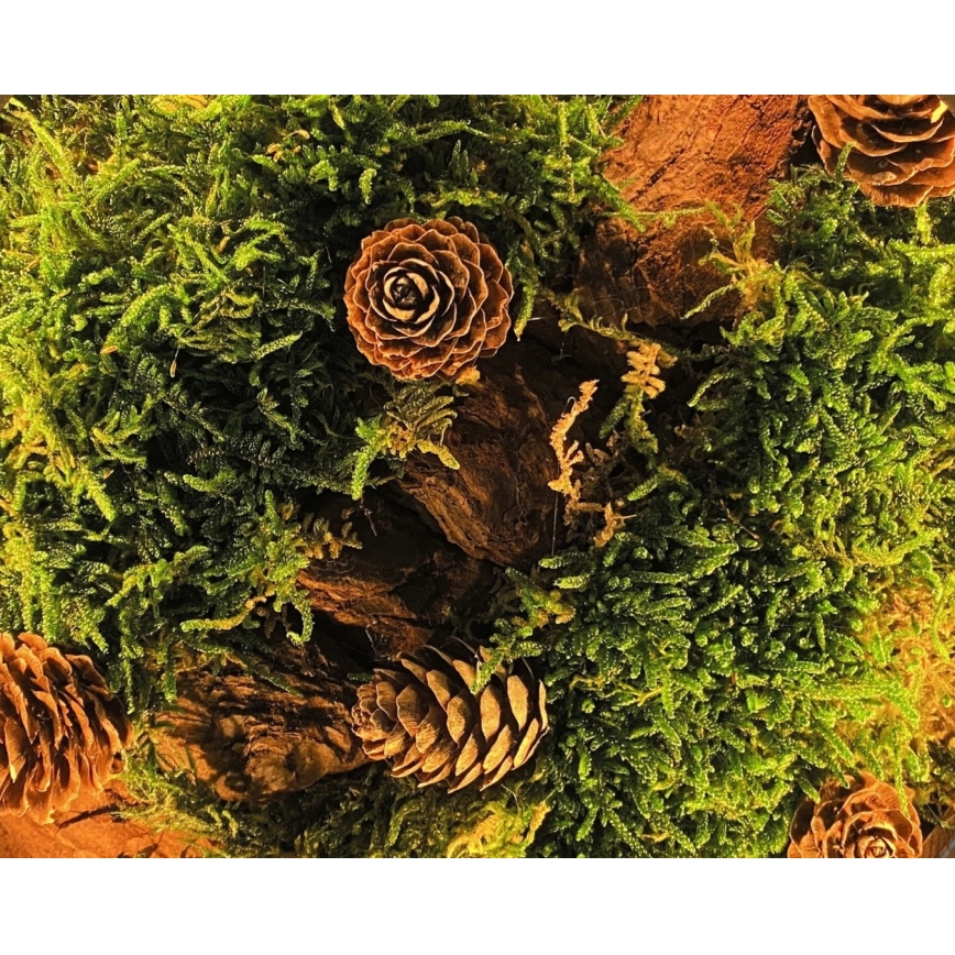 Li-Go 23654 - LED Fényerőszabályozható asztali dekoráció LED/12W/230V 20x22 cm diószínű/Moha csendélet