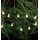 Markslojd 702991 - Karácsonyi lánc NALLE LED/0,6W/3xAA 140cm