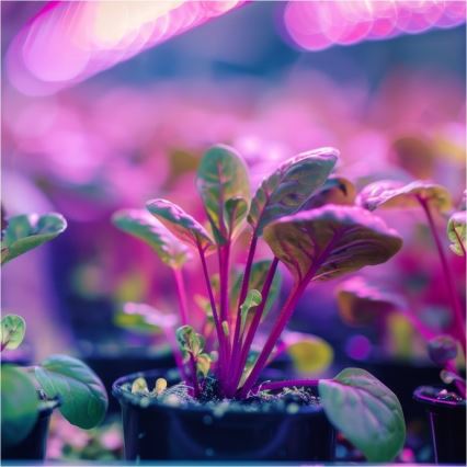 Rugalmas asztali lámpa csíptetővel növénytermesztéshez PLANTY 1xE27/30W/230V fekete