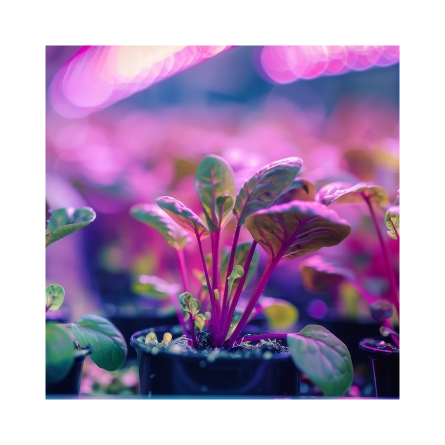 Rugalmas asztali lámpa csíptetővel növénytermesztéshez PLANTY 1xE27/30W/230V fekete