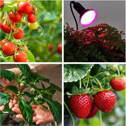 Rugalmas asztali lámpa csíptetővel növénytermesztéshez PLANTY 1xE27/30W/230V fekete